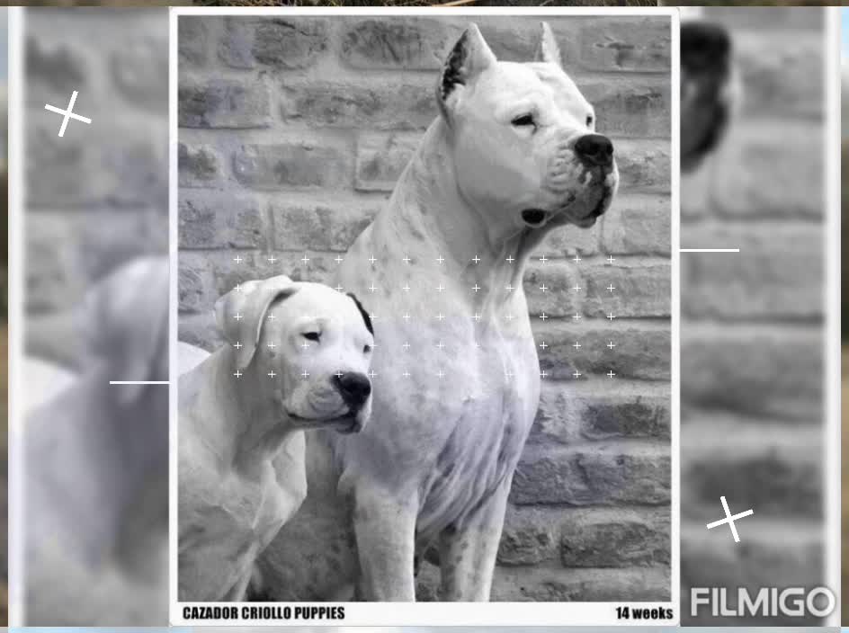 Dogo Argentino