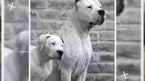 Dogo Argentino