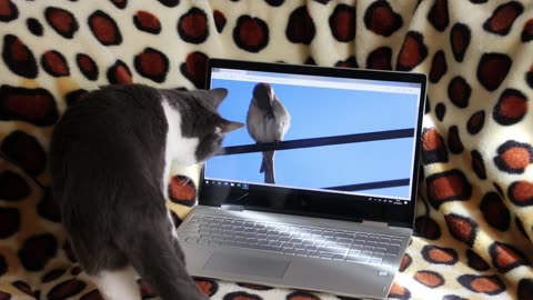 Funny Cats