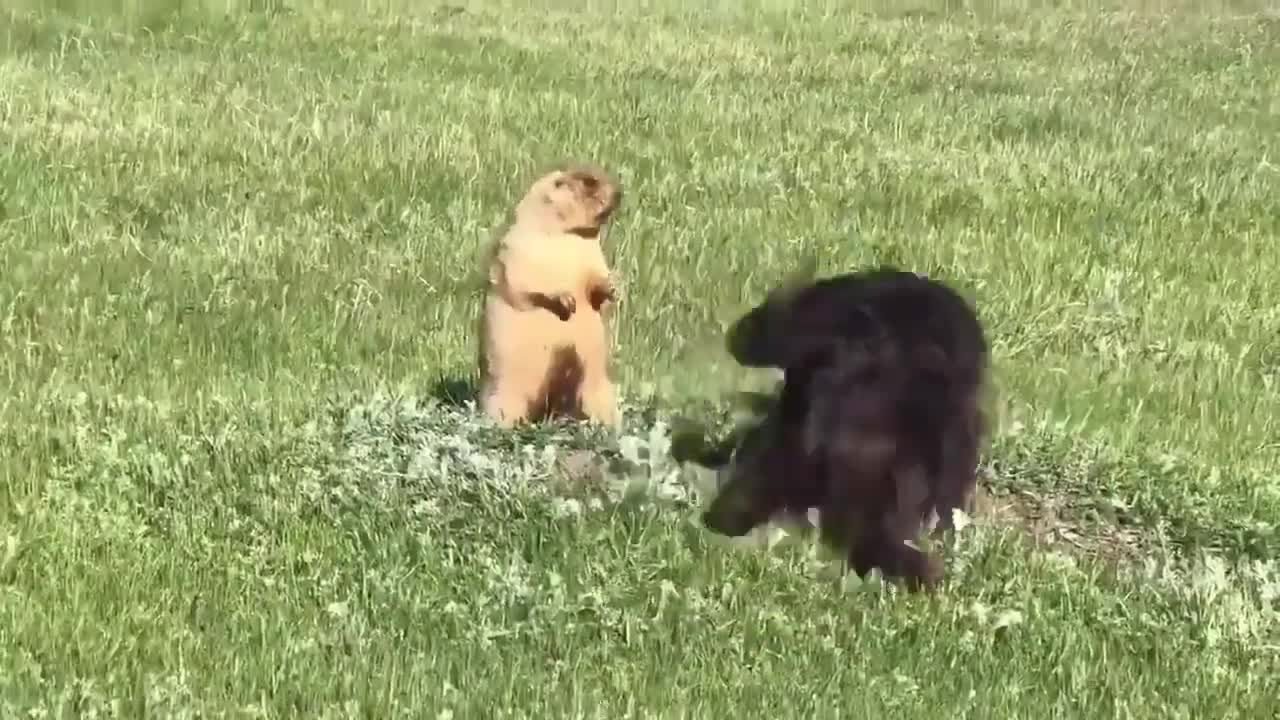 Marmot screams when he is afraid