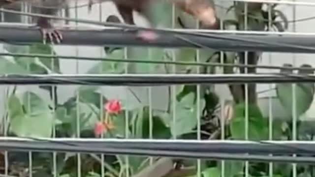 It works really hard for its babies.