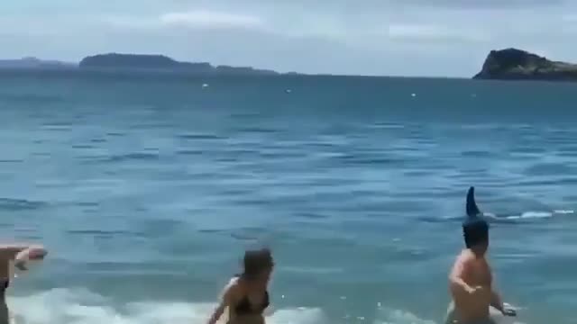 Shark Chases Swimmers