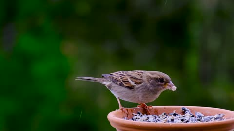 Birds feed in this beautiful nature and rain