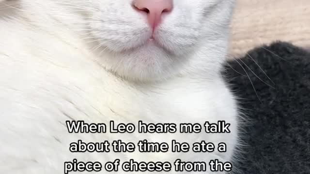 It was not fun cleaning that up😖 #cat #catsoftiktok ##PetsOfTikTok#fy