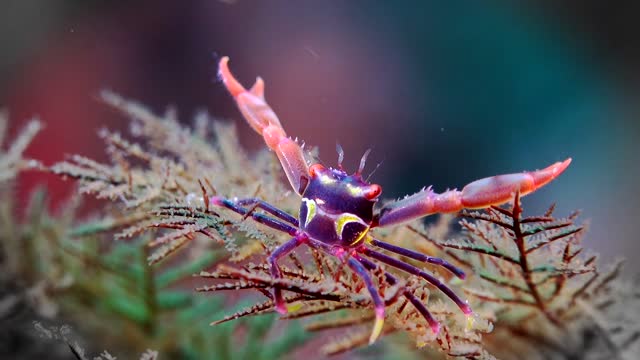 Beautiful and Healing Underwater World