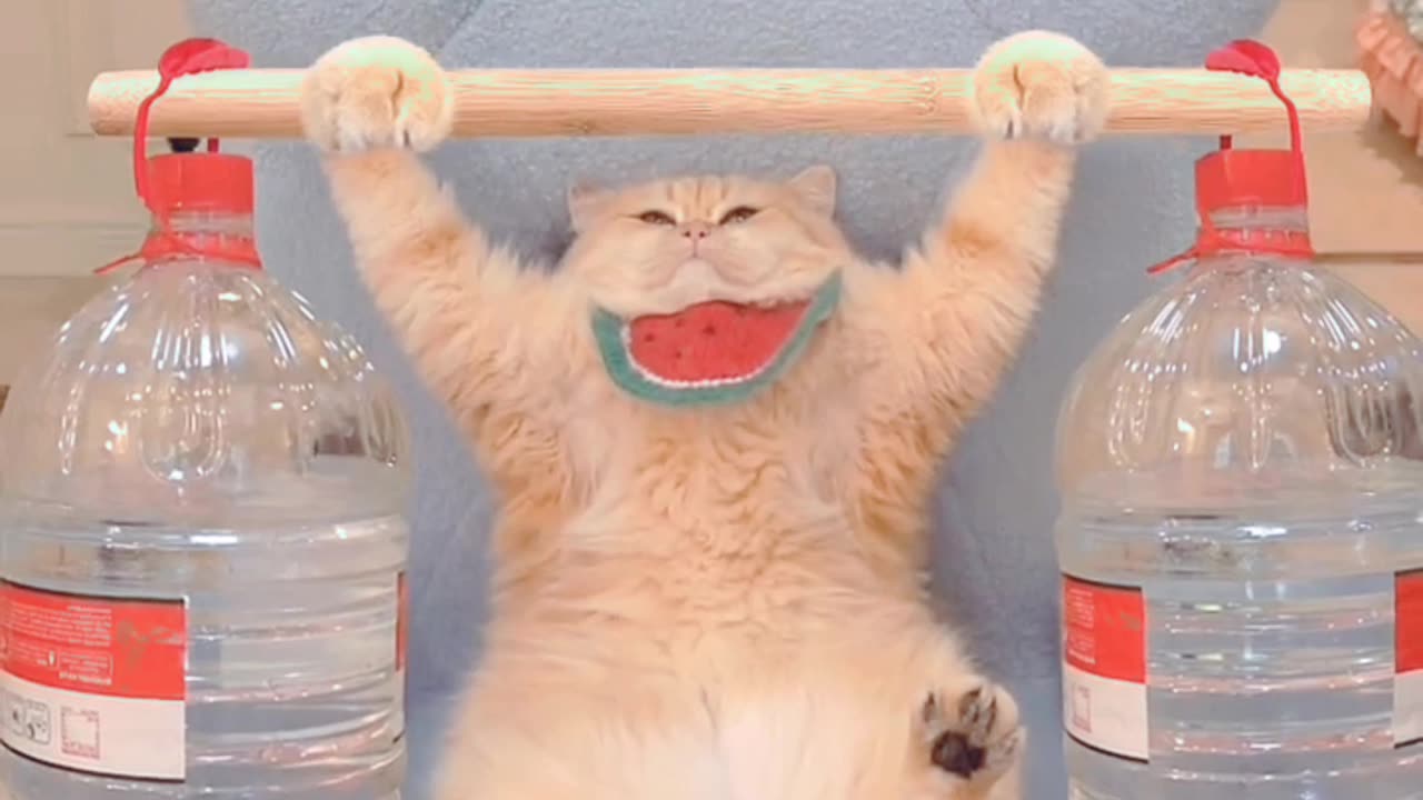 Prepare to Laugh: Funniest Cat Moments Caught on Camera #shorts