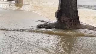 Trash Bags Keep Shoes Dry During Flood