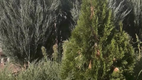 Our own forest