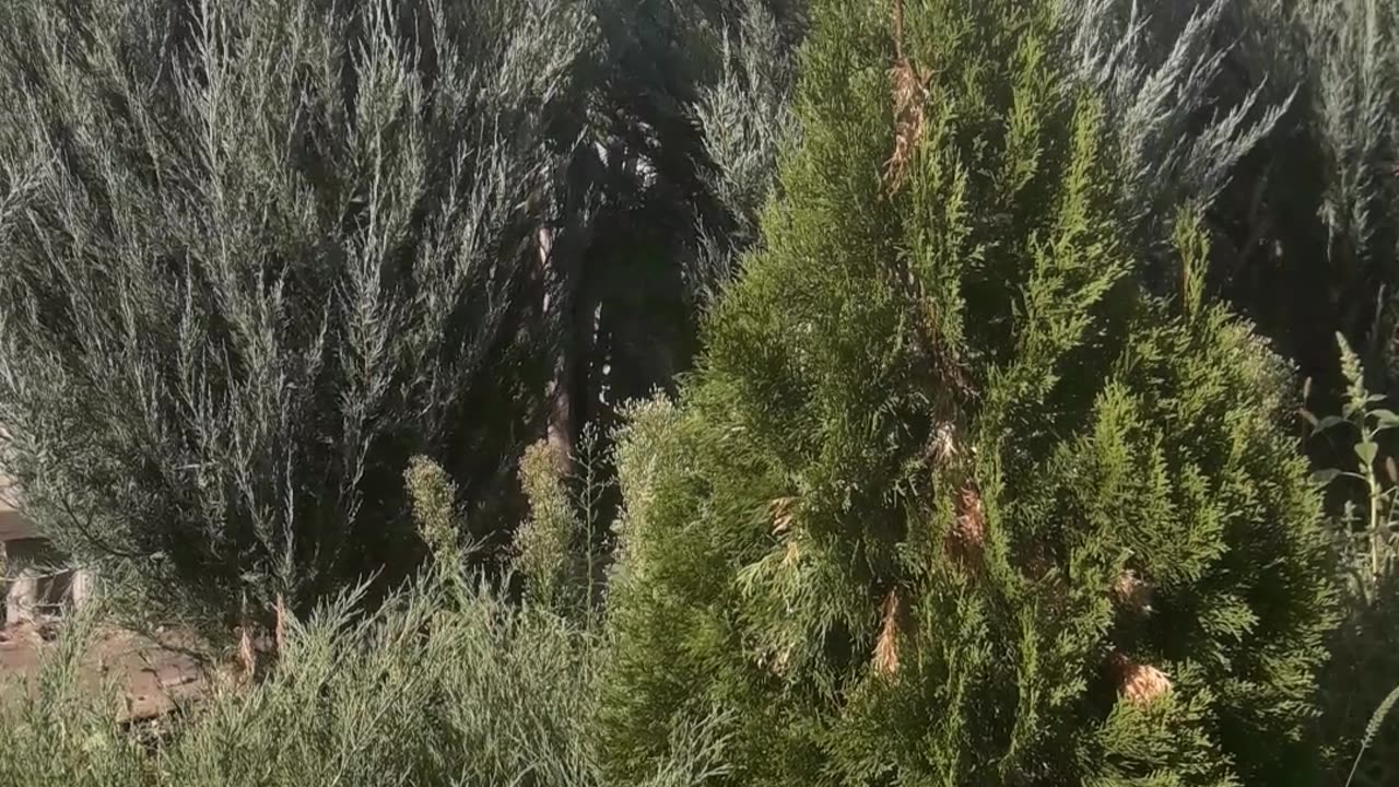 Our own forest