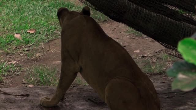 my lion