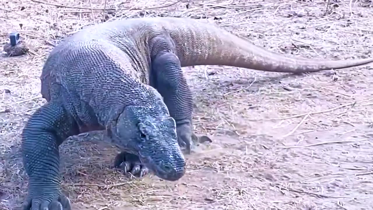 Baby goat attacked by Komodo draggon