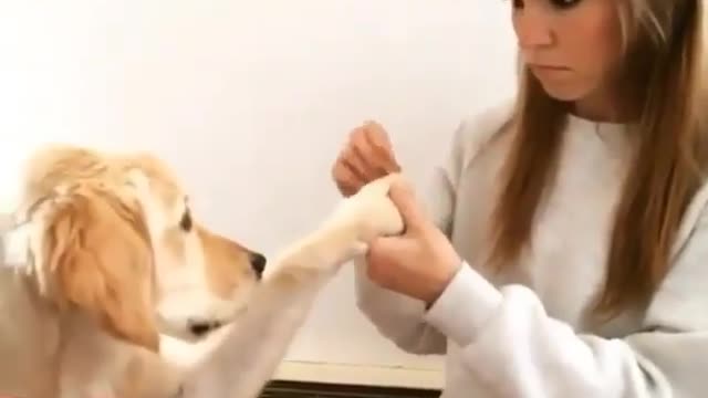Dog want his nails to be polished
