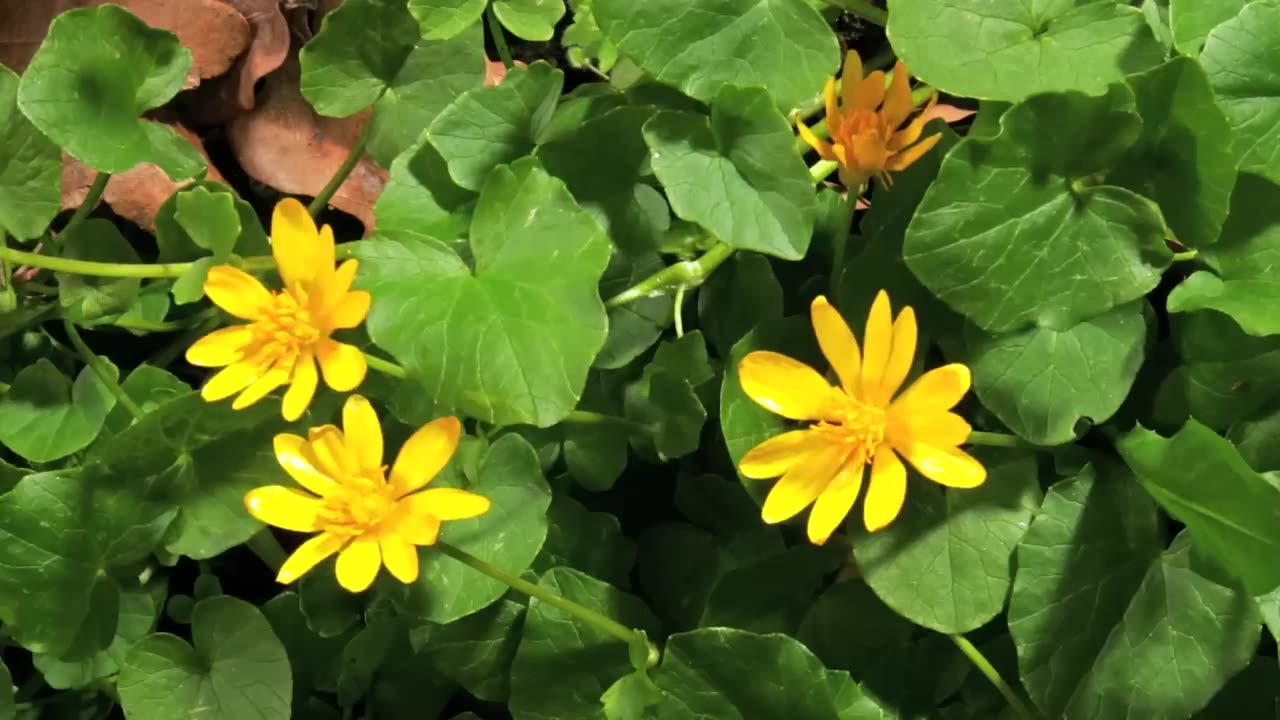 FLOWERS CAN DANCE!!! Amazing nature/ Beautiful blooming flower time lapse video