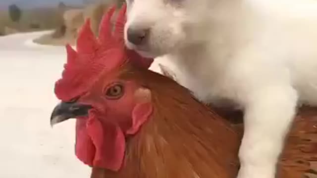 Cute Animal friends