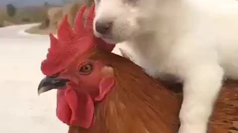 Cute Animal friends