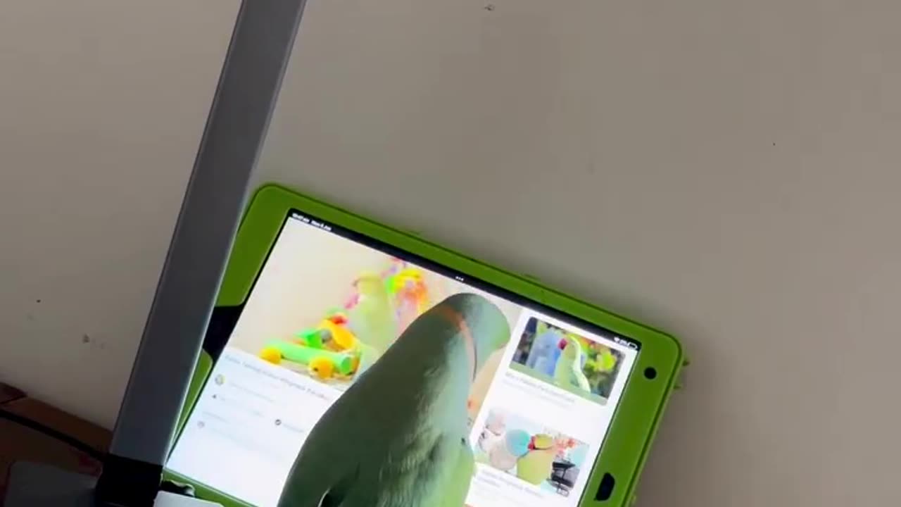 Bird 🐦 Swipe Tablet