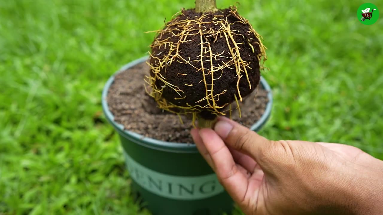 🌿How to grow lemon tree! Great Ideas of propagation lemon tree by air layering using green Coconut!🌴