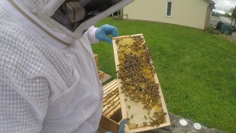 May 16, 2024 Hive Inspection Part I