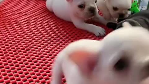 Cute puppies