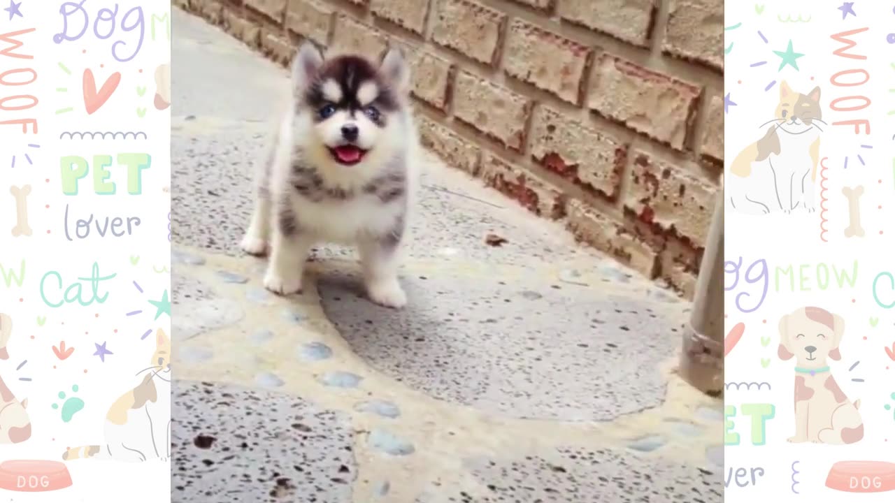 These Puppies Are Too Cute!!! - Cute puppy videos