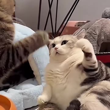 Cat funny video