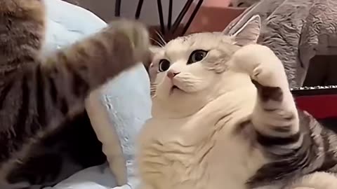 Cat funny video