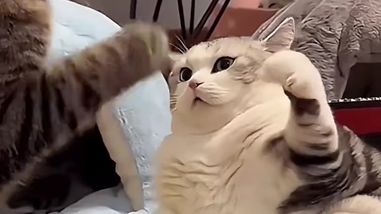 Cat funny video