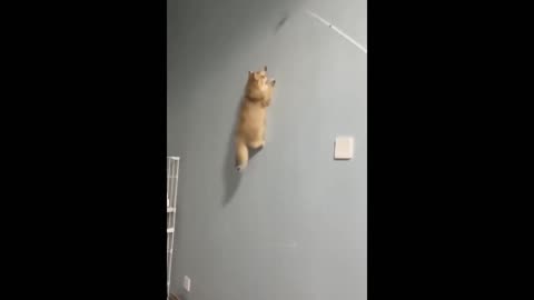 Cat climbing on wall