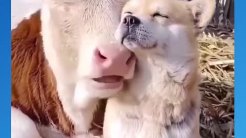 Cute Dog And Cow Loving eachother😍😍😍