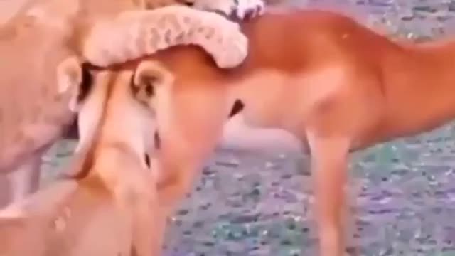 lion and deer fighting