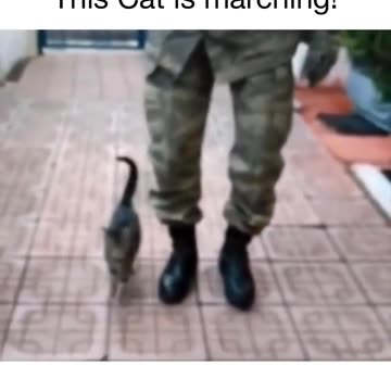 "Feline Fantasies: Unleashing the Magical World of Cats into Reality"