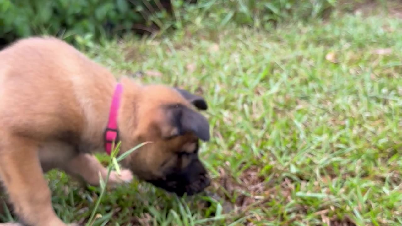 Belgian Malinois puppy catches live Katydid