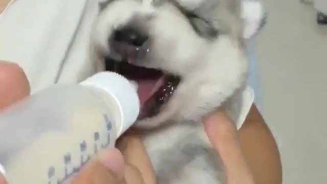 A suckling puppy