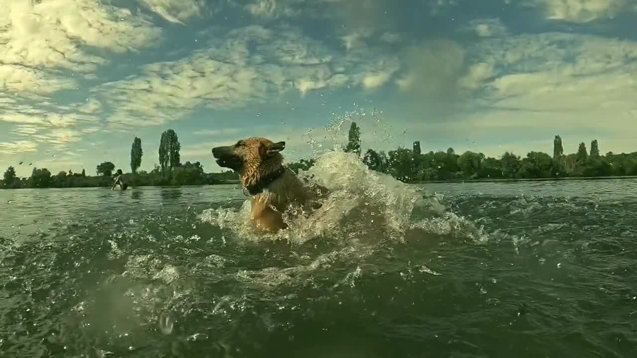 Funny Dog Videos - Best Of The 2022 Funny Animals Videos