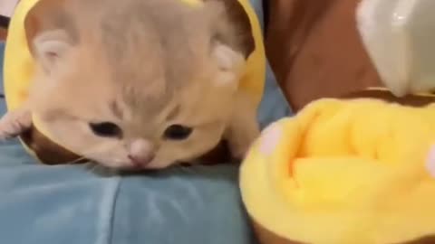 CUTE CAT