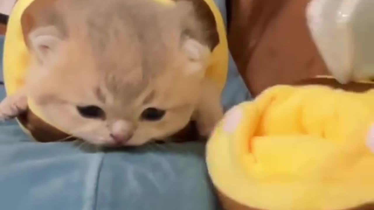 CUTE CAT