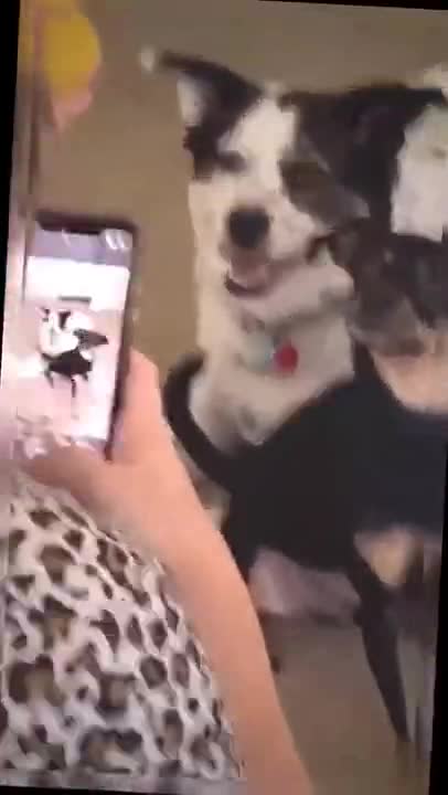 CUTE AND THE FUNNIES DOGS !