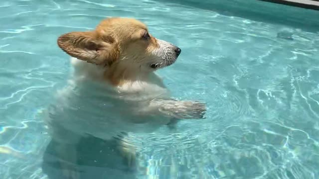 Corgi Discovers New Way of Swimming