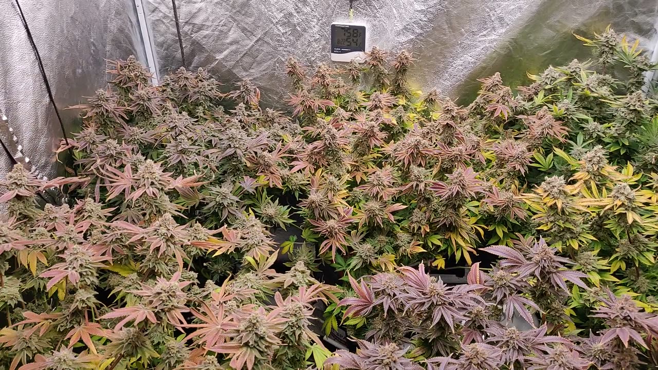 Day 70 from flip Harvest Day Fire OG x Alien Rift, Blackberry x Hammer