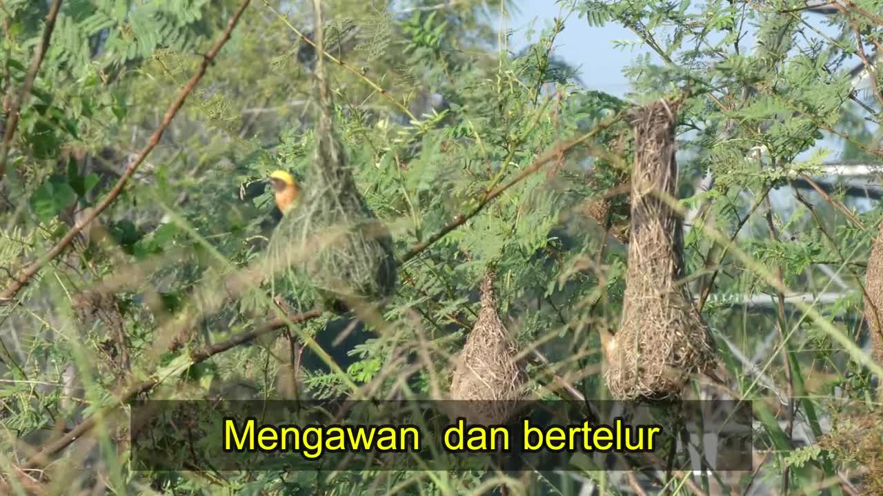 Burung Tempua di Parit Raja