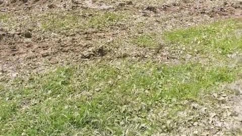 Andrej Šumah - Ko pridejo mrhovinarji k nam poročat o katastrofi, ki se nam je zgodila!