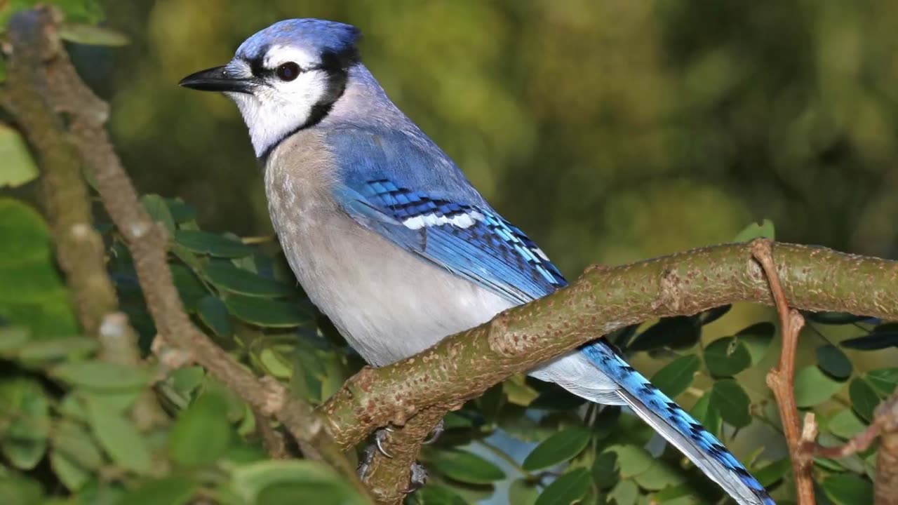 Blue Jay Sound Video