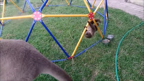 Baby Sloths Being Sloths - FUNNIEST Compilation