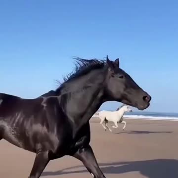 White And Black Horse Running With Liberty