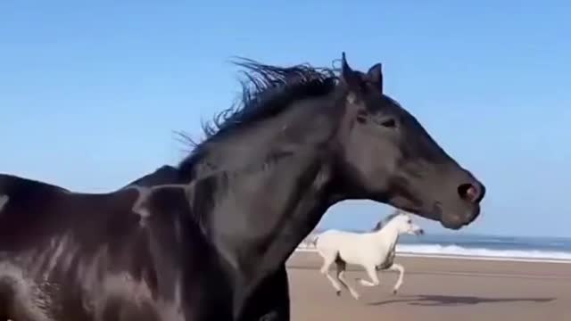 White And Black Horse Running With Liberty