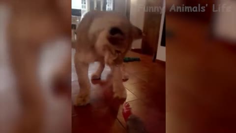 Funniest Dogs And Cats Videos - Best Funny Animal Videos of the 2021 😃