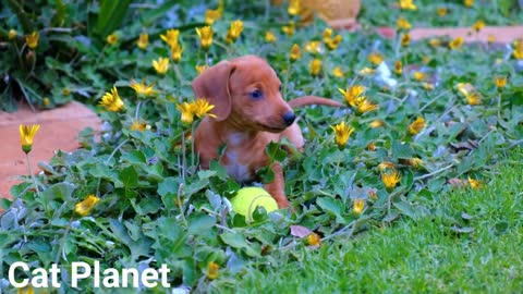 Cute Dogs New Video Compilation 2022