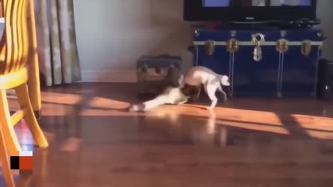 The Ultimate Compilation of Cats Attacking Dogs