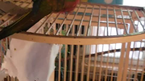 My bird doesn't like me recording her