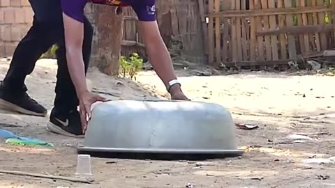 Troll Prank Dog Funny & fake Lion and Fake